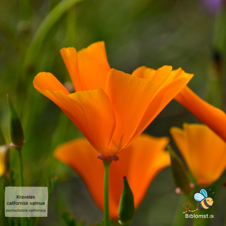 Kraveløs Californisk Valmue - Eschscholzia caespitosa