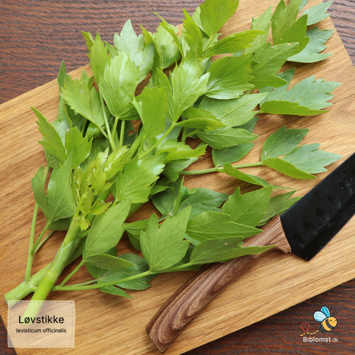 Løvstikke – Levisticum officinale