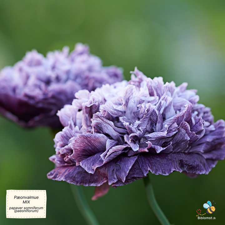 Pæonvalmue mix - Papaver somniferum (paeoniflorum)