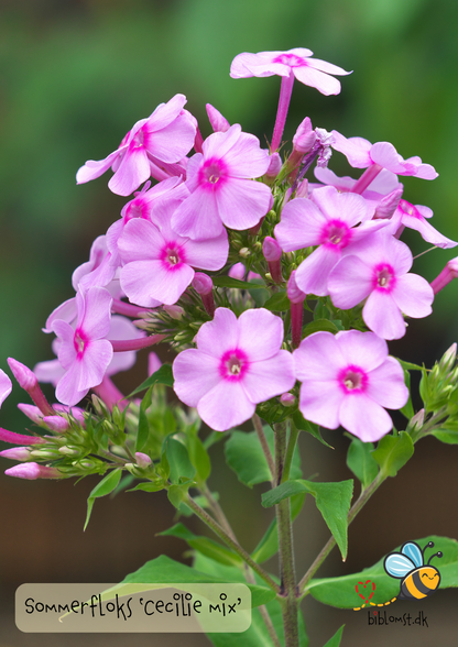 Sommerfloks 'Cecily Mix' – Phlox drummondii