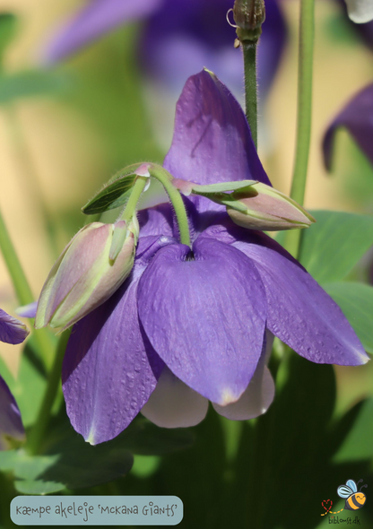 Aquilegia caerulea 'McKana Giants'