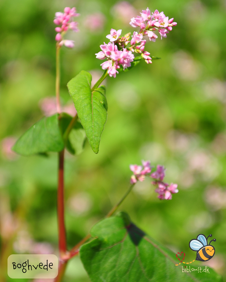 Boghvede – Fagopyrum esculentum