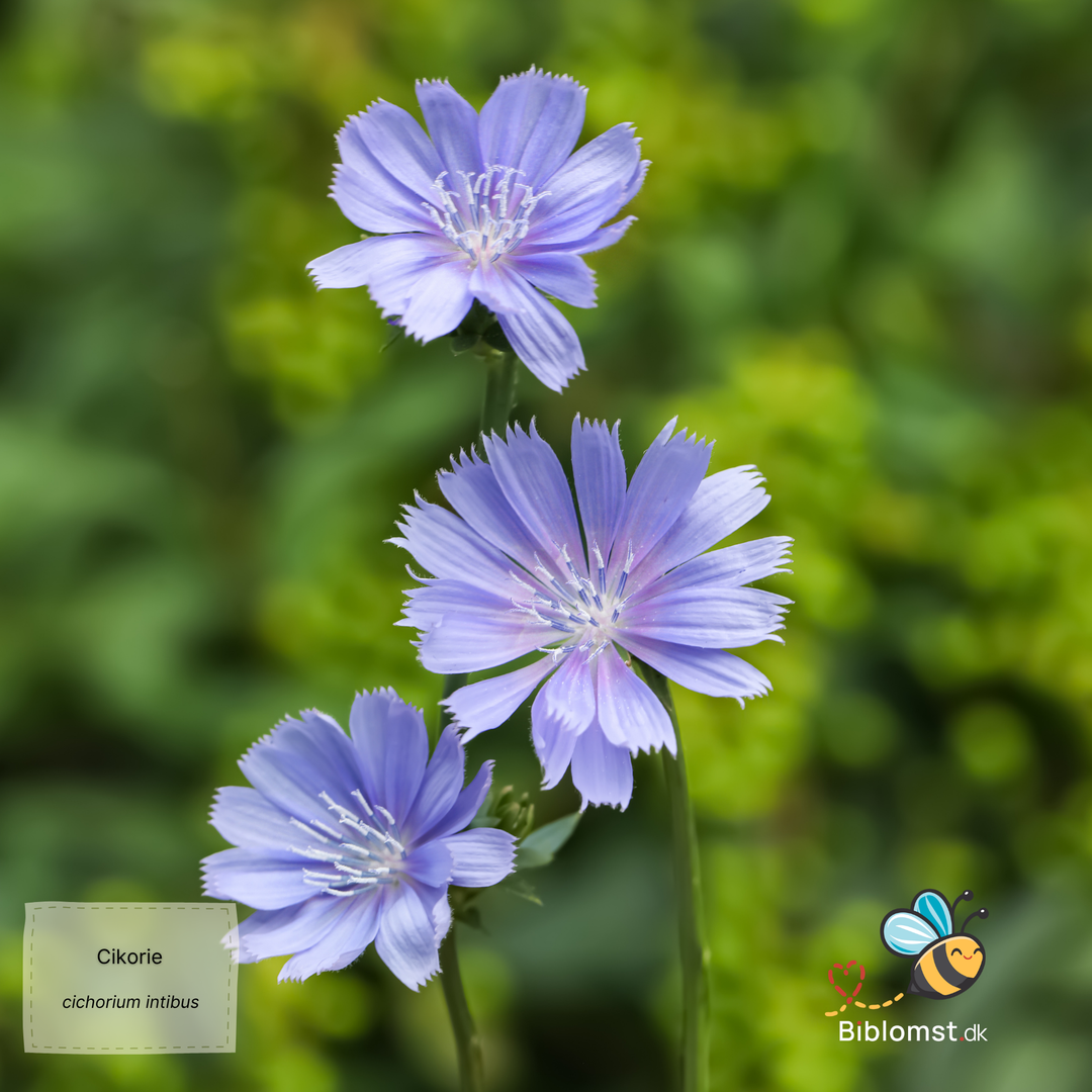 Cikorie – Cichorium intybus