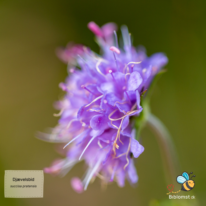 Djævelsbid – Succisa pratensis