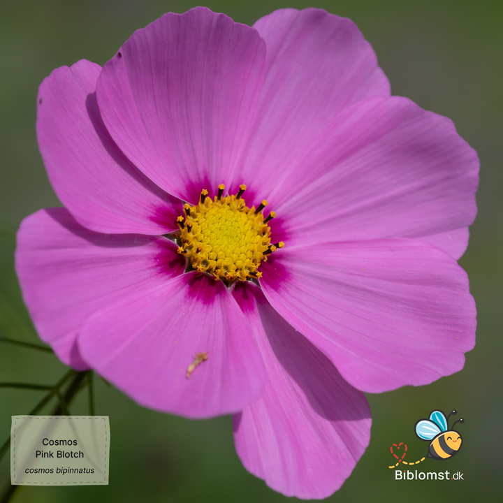 Dværg stolt kavaler – Cosmos bipinnatus &