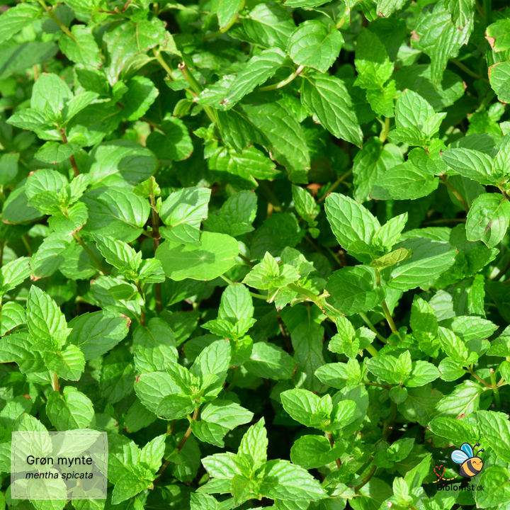 Grøn mynte - mentha spicata