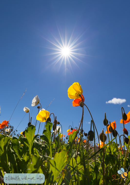 Islandsk Valmue – Papaver nudicaule