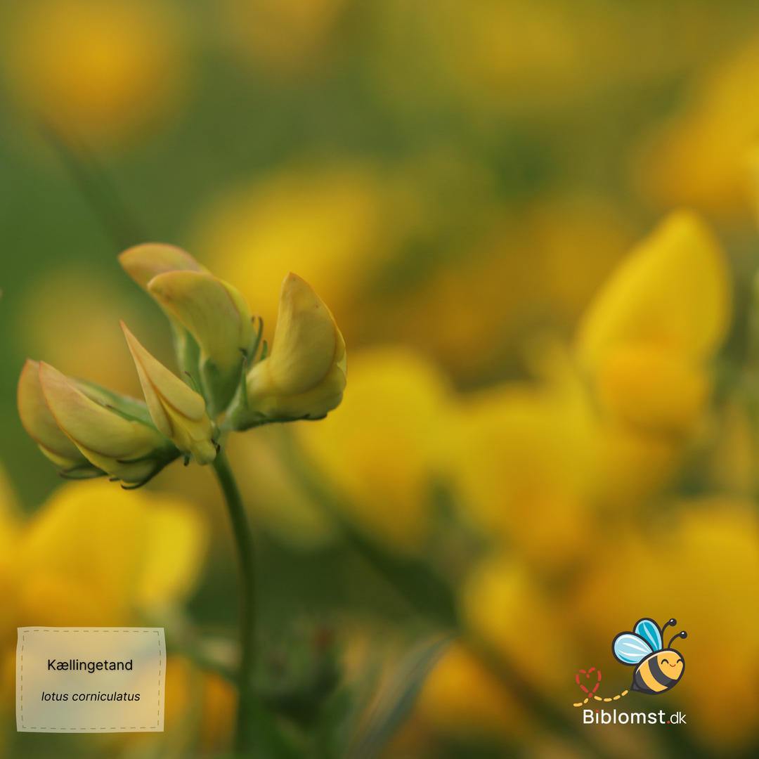 Kællingetand - Lotus corniculatus