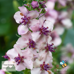 Kongelys mix-farver - Verbascum phoeniceum