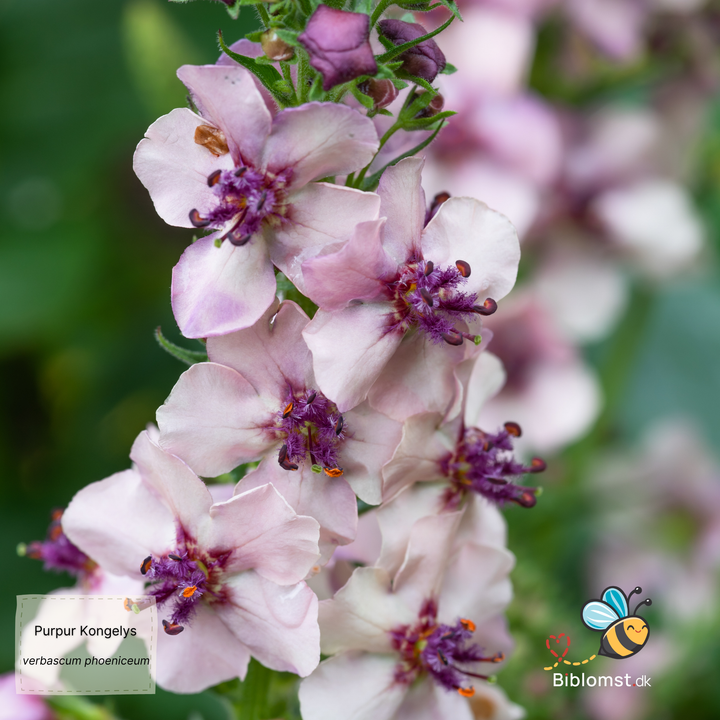Kongelys mix-farver - verbascum phoeniceum
