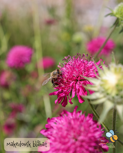 Makedonsk Blåhat - Red Cherries - Knautia macedonica