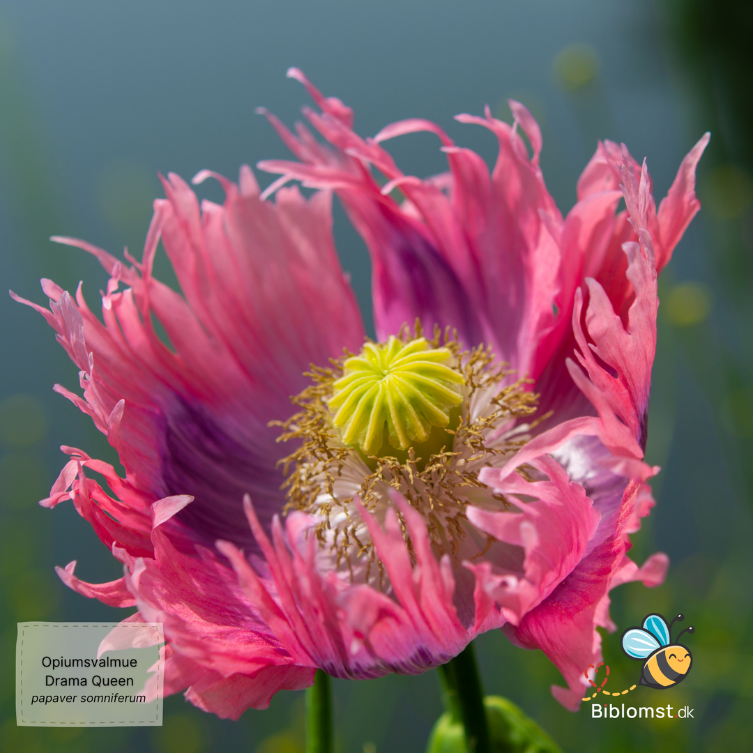 Opiumsvalmue - Drama Queen - papaver somniferum