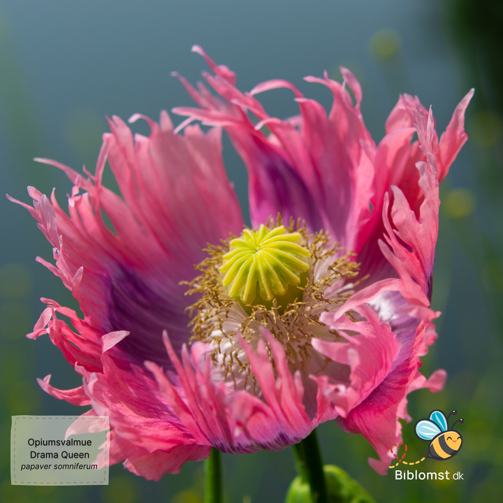 Opiumsvalmue - Drama Queen - papaver somniferum