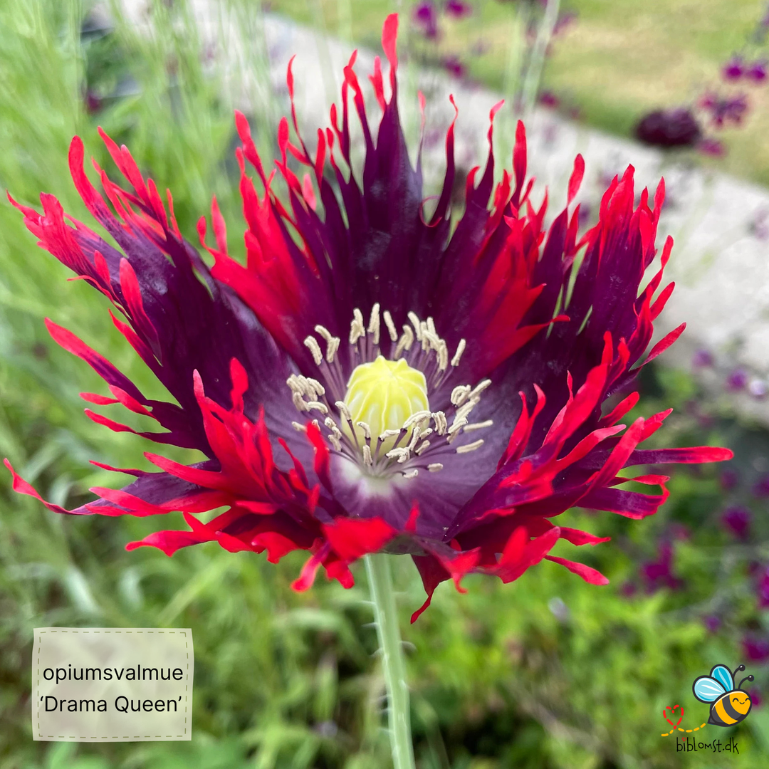 Opiumsvalmue - Drama Queen - papaver somniferum