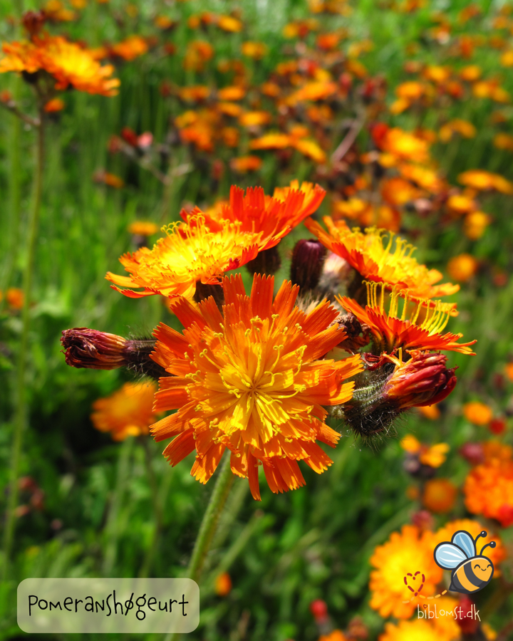 Pomeranshøgeurt – Hieracium aurantiacum
