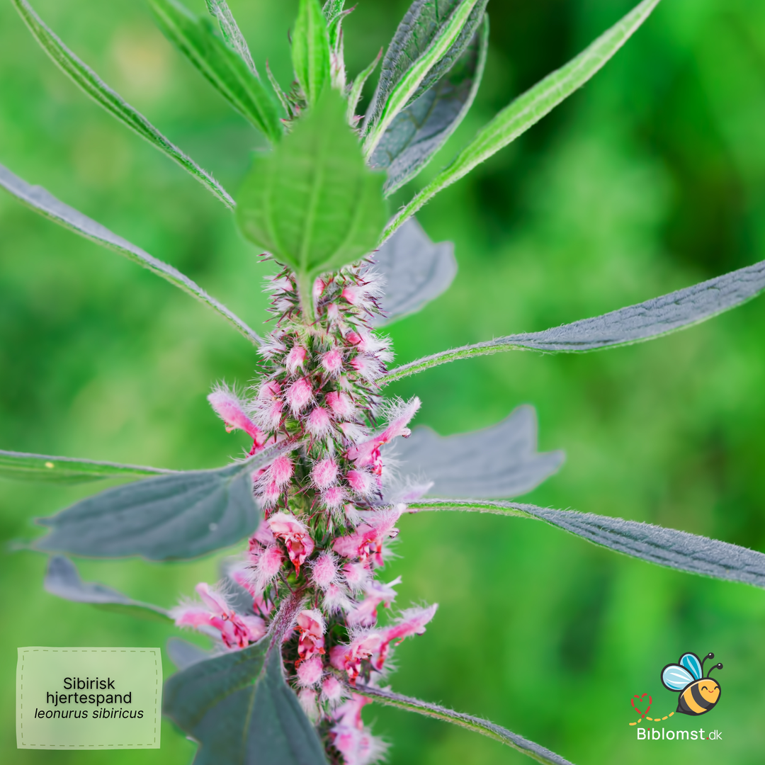Sibirisk hjertespand – Leonurus sibiricus