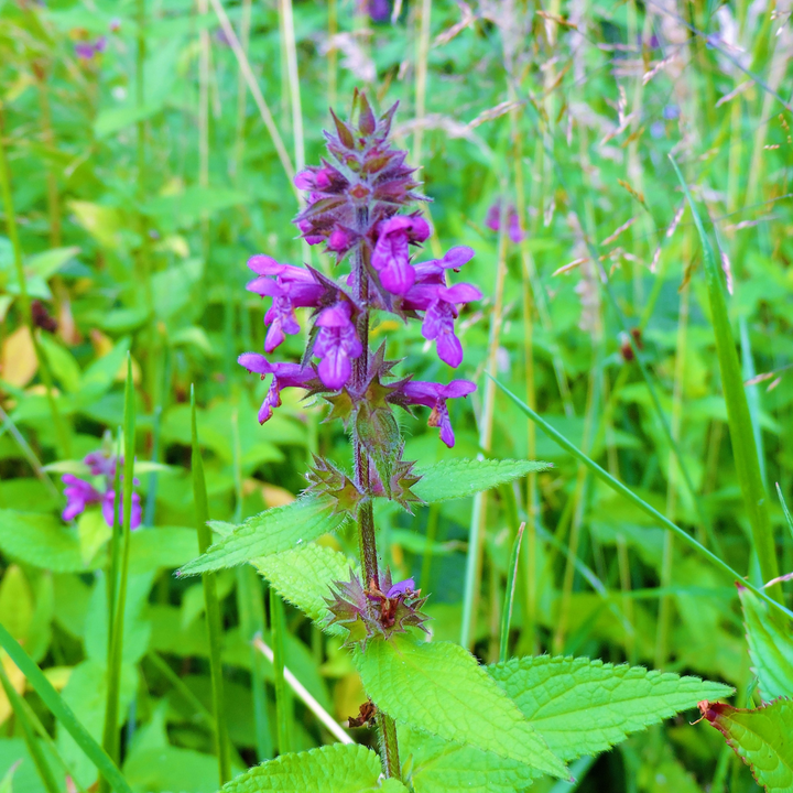 Skov-galtetand - Stachys sylvatica
