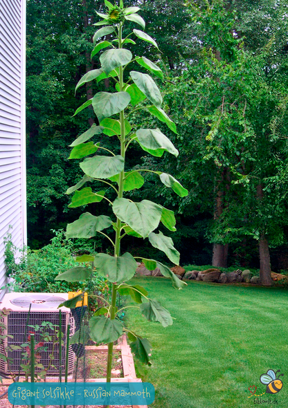 Solsikke Russian Mammoth - helianthus annuus