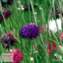 'Sort' Kornblomst - Centaurea cyanus 'Black Ball'