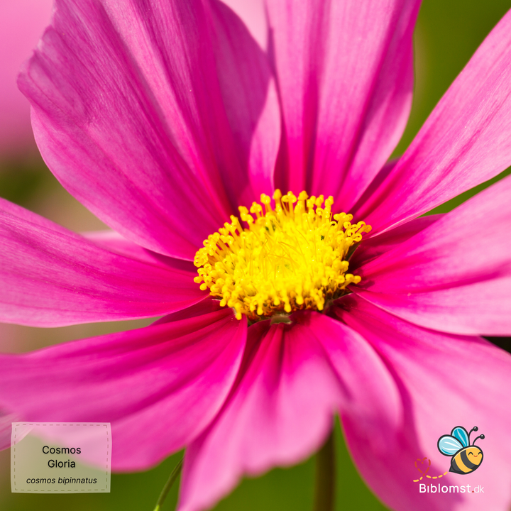 Stolt kavaler – Cosmos bipinnatus ’Gloria’