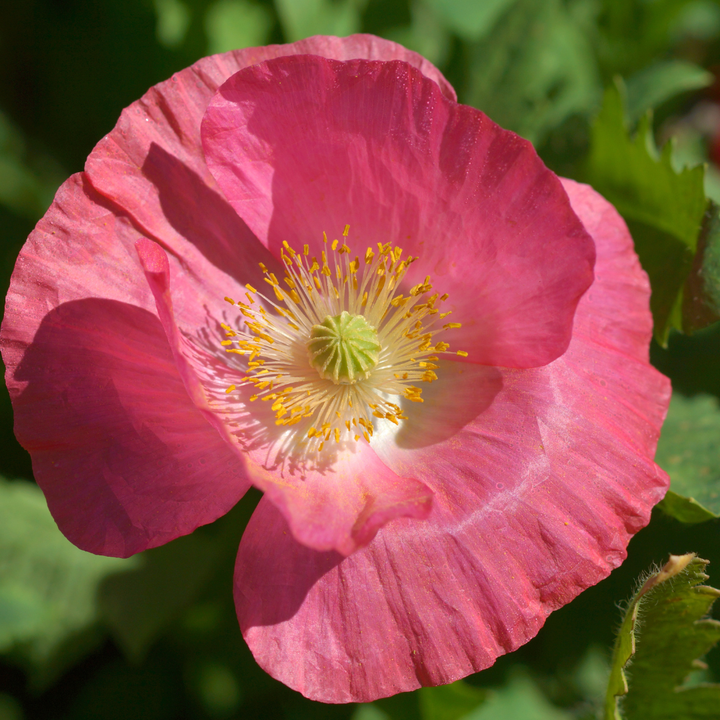 Shirley valmue mix, enkeltblomstret - Papaver rhoeas &