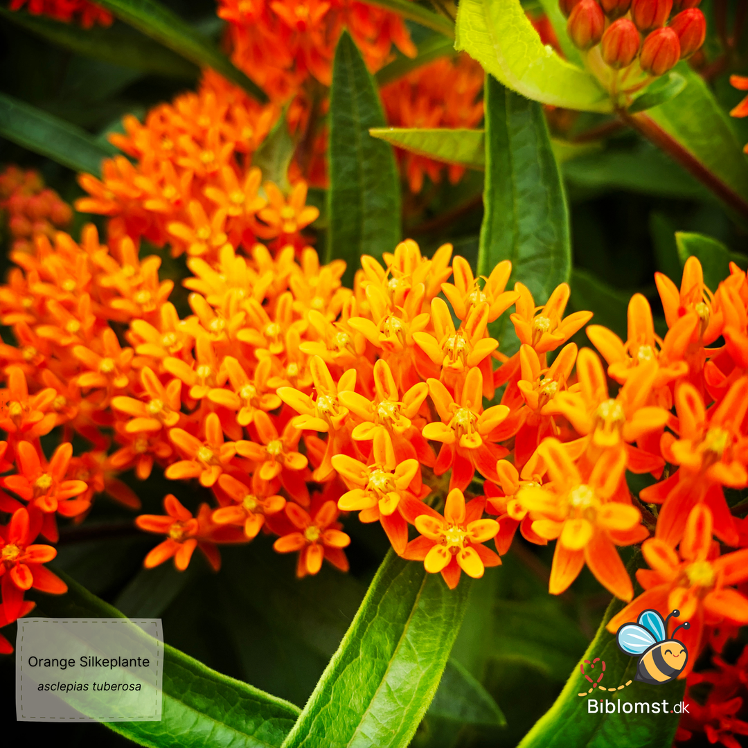 Silkeplante Orange - butterfly weed (asclepias tuberosa)