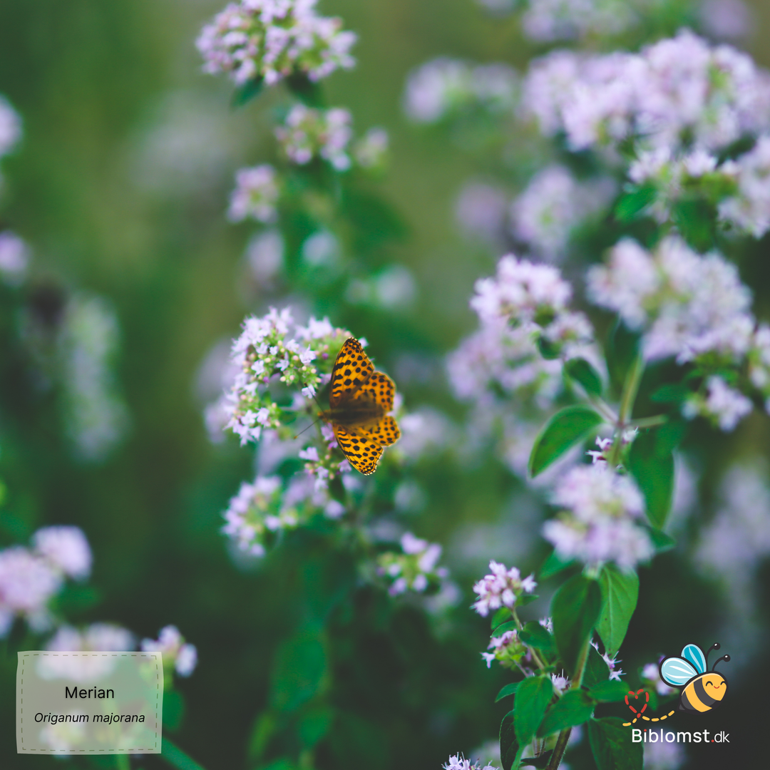 Merian - Origanum majorana