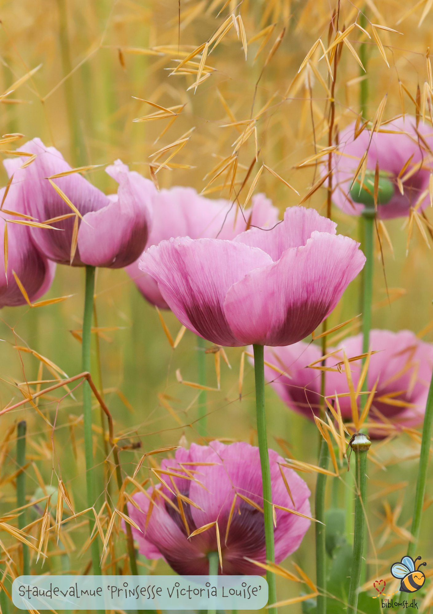 Prinsesse Victoria Louise, Staudevalmue - Papaver orientale