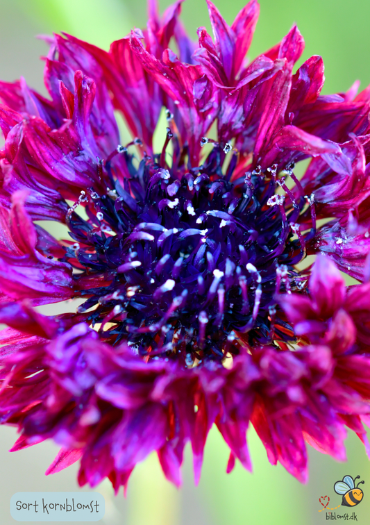 'Sort' Kornblomst - centaurea cyanus 'Black Ball'