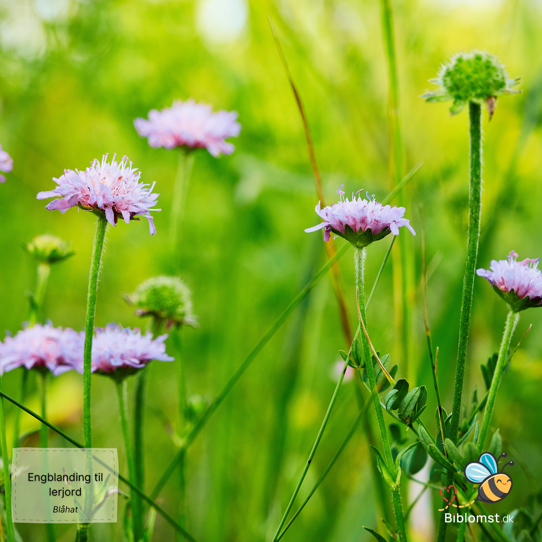 Biblomst - Engblanding til lerjord