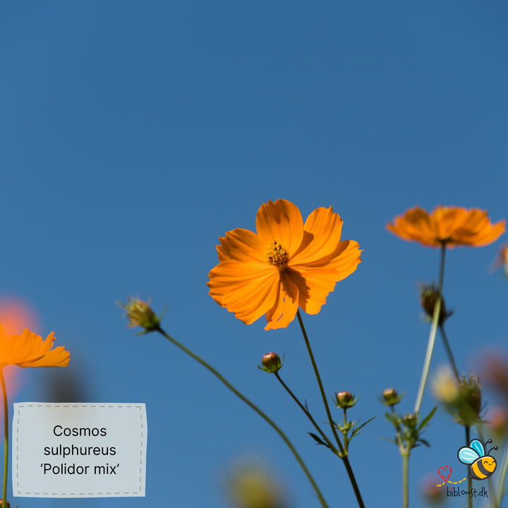 Stolt kavaler/kosmos 22 forskellige slags