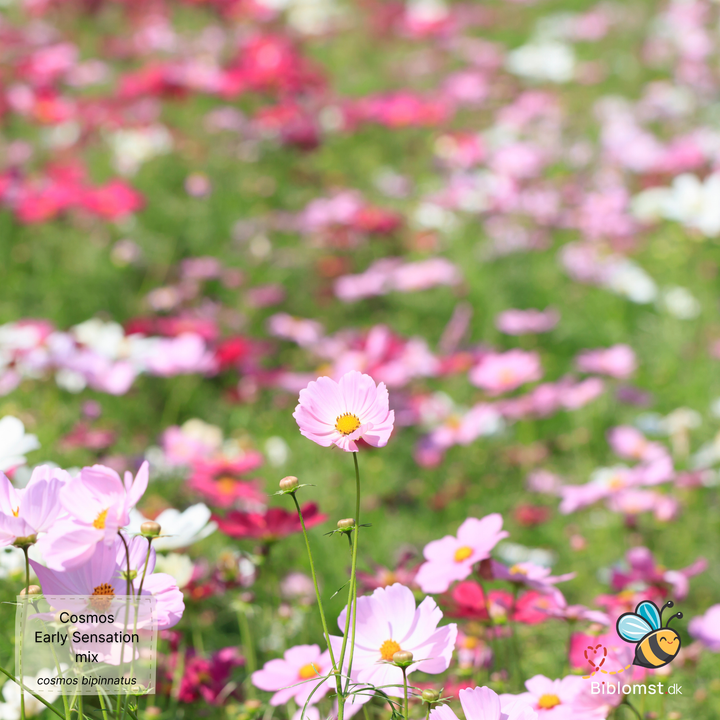 Stolt kavaler – Cosmos bipinnatus ’Early Sensation Mix’