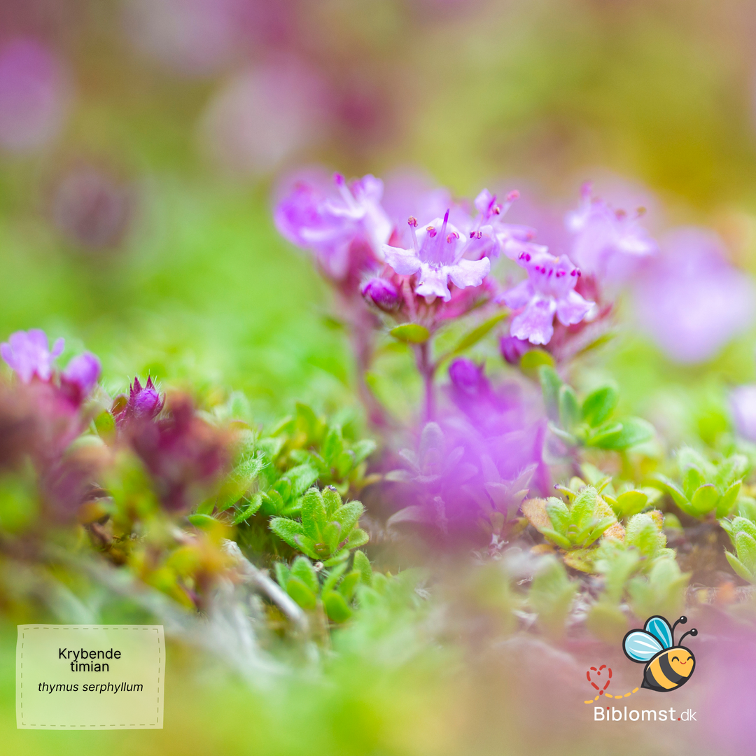 Timian 'Purple Creeping' - thymus serpyllum