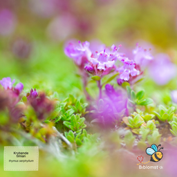 Timian 'Purple Creeping' - Thymus serpyllum