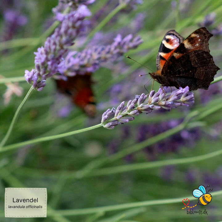 Ægte lavendel – Lavandula angustifolia (syn. Lavandula officinalis)