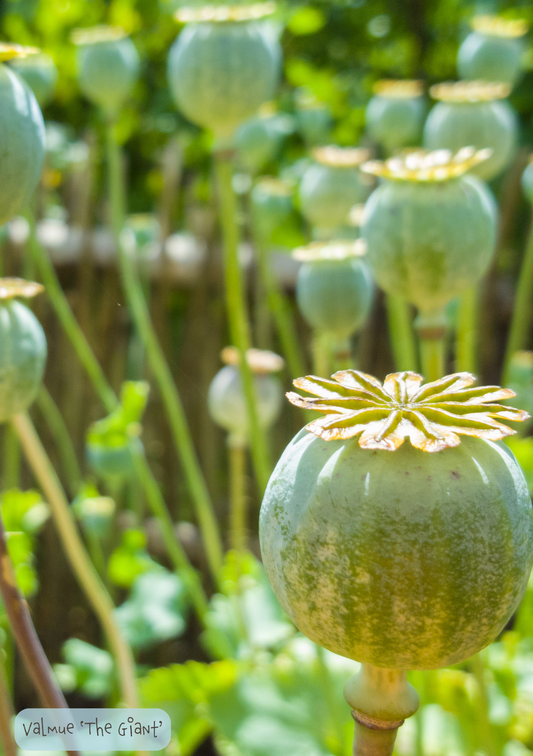 Lilla gigantisk valmue - Papaver somniferum "The Giant"