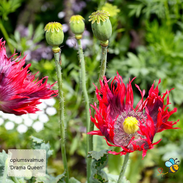 Opiumsvalmue - Drama Queen - papaver somniferum
