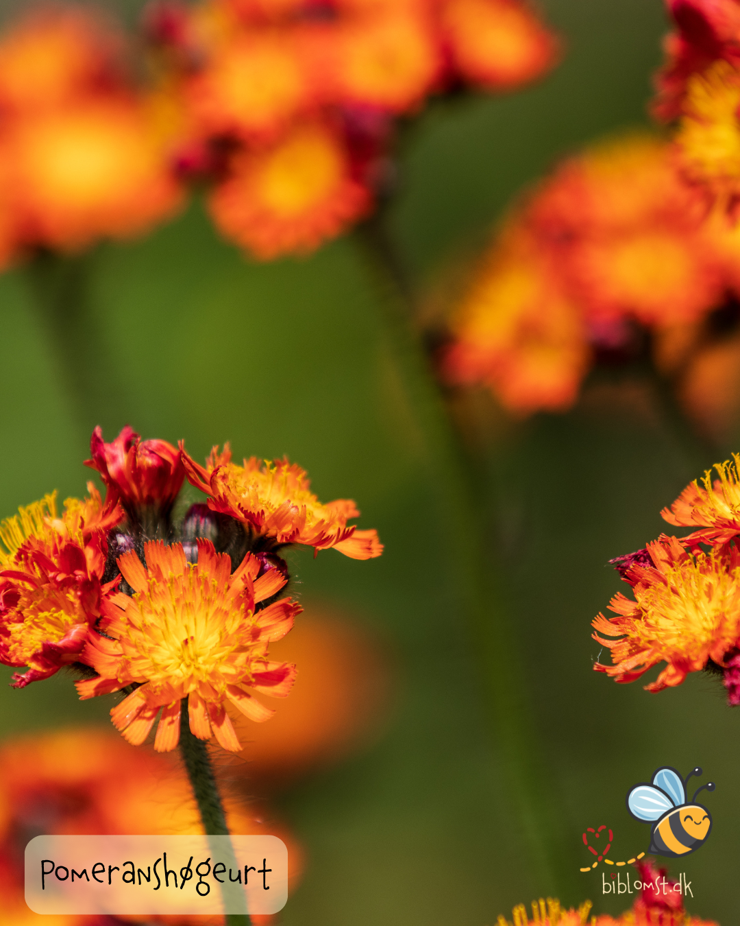 Pomeranshøgeurt – Hieracium aurantiacum