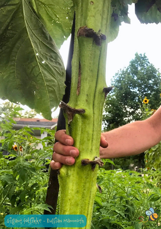 Solsikke Russian Mammoth - helianthus annuus