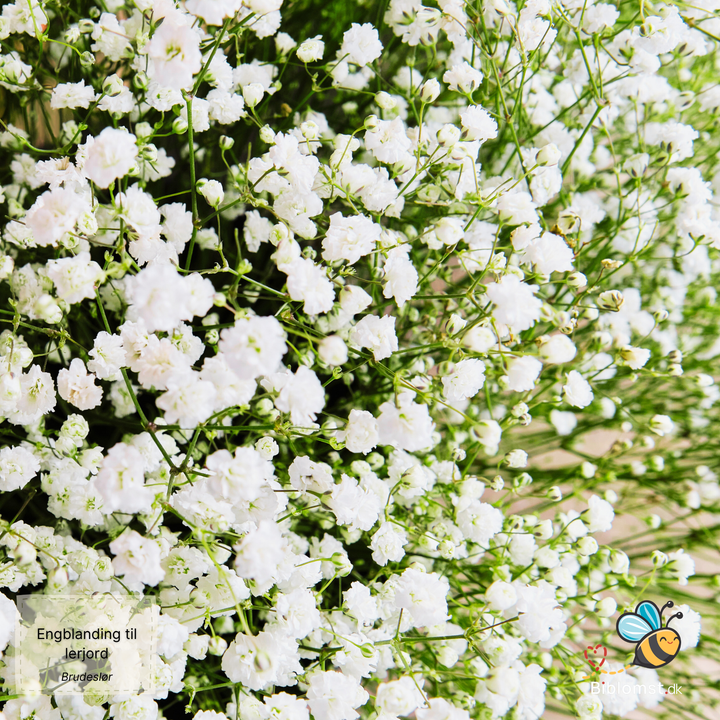 Biblomst - Engblanding til lerjord