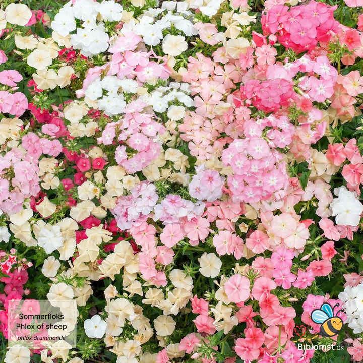 Phlox drummondii 'Phlox of Sheep'