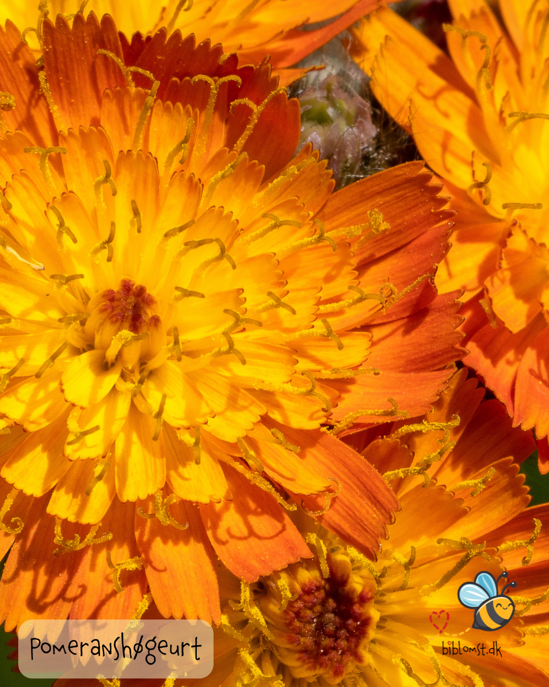 Pomeranshøgeurt – Hieracium aurantiacum