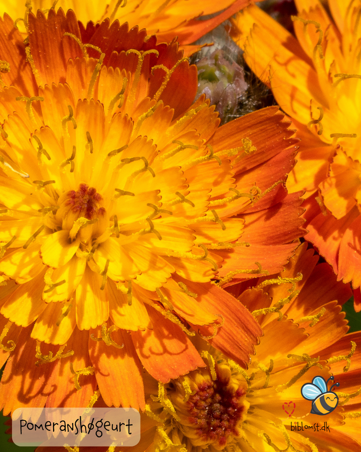 Pomeranshøgeurt – Hieracium aurantiacum