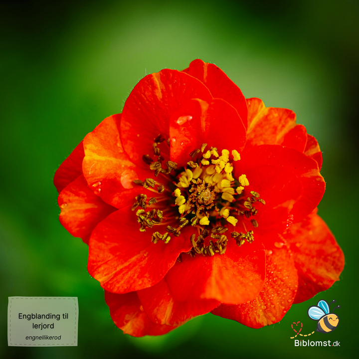 Biblomst - Engblanding til lerjord