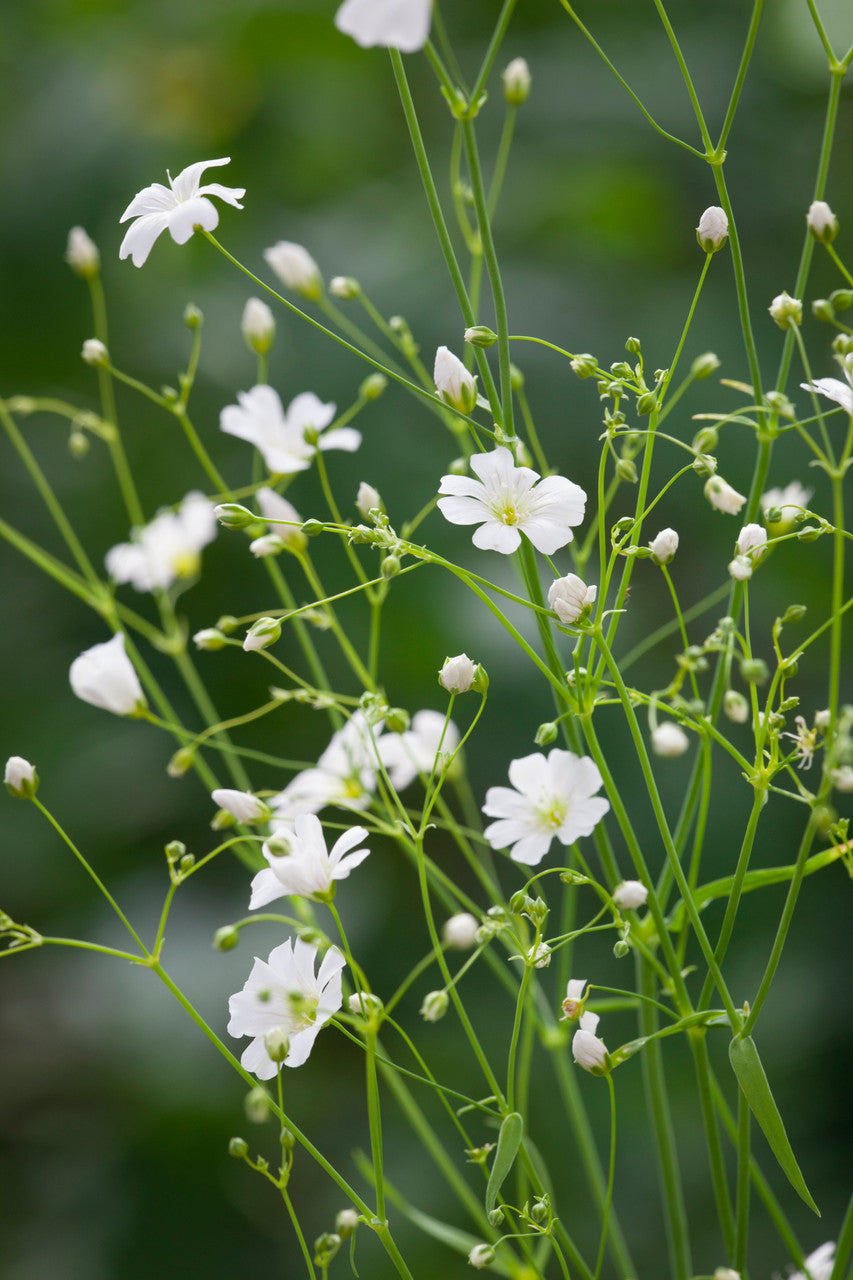 Brudeslør Storblomstret  - Baby's Breath - Gypsophila elegans