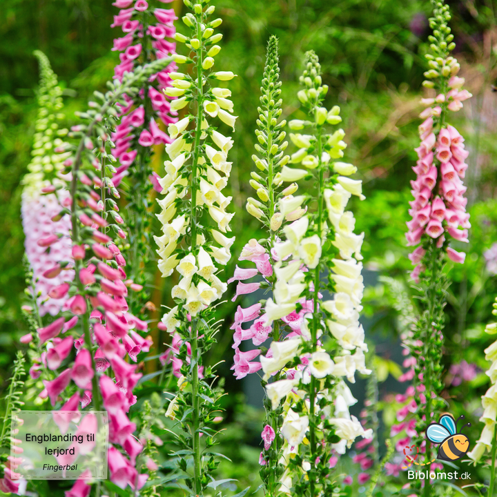 Biblomst - Engblanding til lerjord