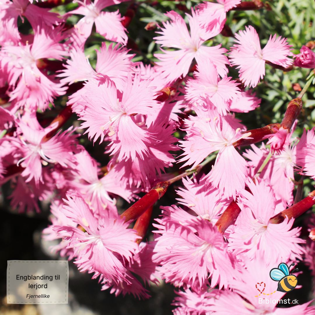 Biblomst - Engblanding til lerjord