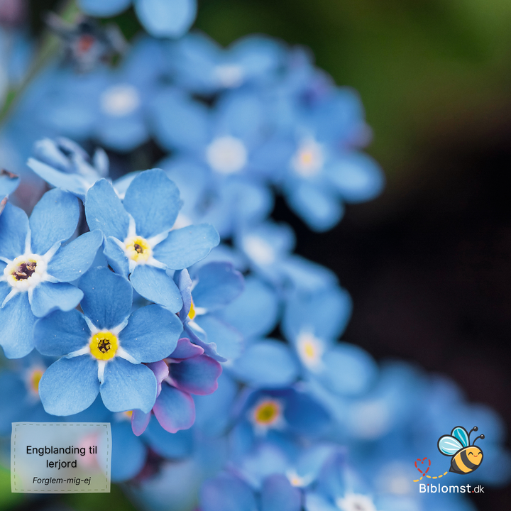 Biblomst - Engblanding til lerjord