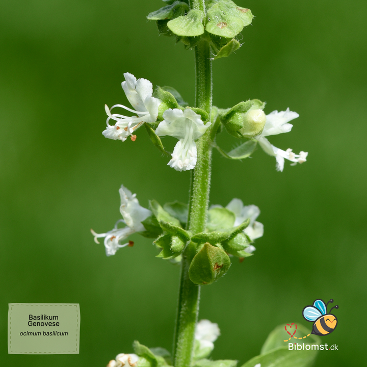 Basilikum Genovese - ocimum basilicum