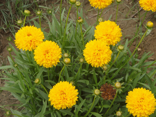 Skønhedsøje "Golden Globe" (Coreopsis grandiflora "Golden Globe")